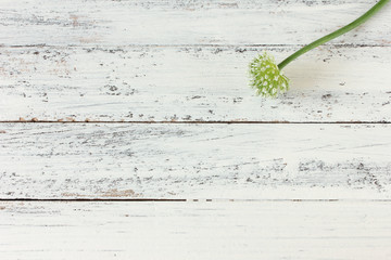 Zwiebelblüte Blüten Zwiebel Blüte Tisch Overhead Textfreiraum