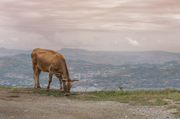 Fototapeta na wymiar Cows graze on a meadow of mountain at sunset of Greece. Cow on the mountain opposite the Greek city of Volos.