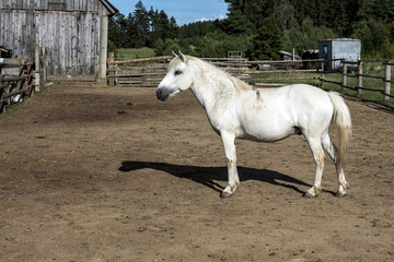 White horse in the farmhouse in the village