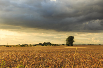 Anbau von Weizen, Sonnenlicht an einem Regentag