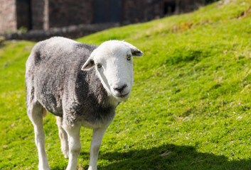 Sheep curious stare at camera