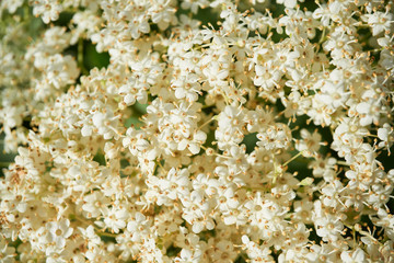 Elder or Elderberry blooming tree