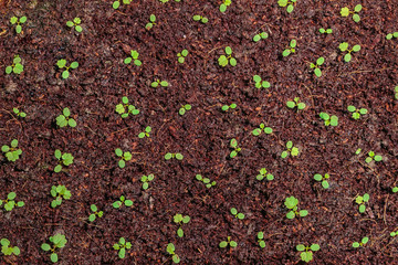 Natural background: little sprouts strawberries in the soil. The germination of strawberry rows....