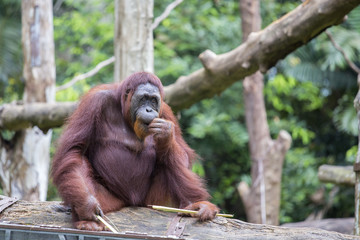 Orangutan in nature, close up