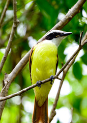 Great Kiskadee (Pitangus sulphuratus), a large tyrant flycatcher perched on a branch
