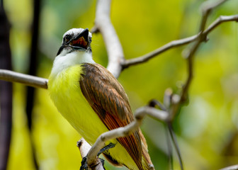 Great Kiskadee (Pitangus sulphuratus), a large tyrant flycatcher, singing.