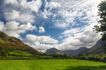 Sheep graze near Buttermere Lake District