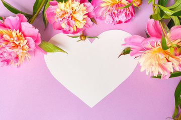 Heart frame. Pink peonies on purple background