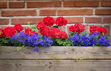 Flower box with wall in background. Sweden, Europe