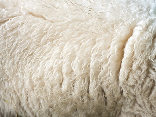 closeup of sheepskin on living sheep