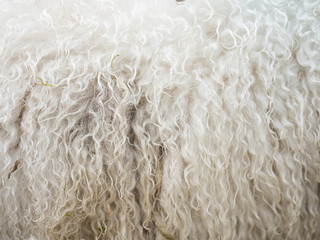 closeup of sheepskin on living sheep