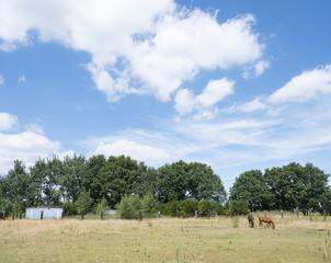 horse and fowl stand in meadow north of antwerp in belgium