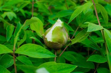 Group of Pink Frangipani isolated on White