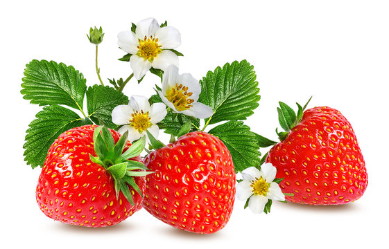 strawberry and strawberry flower isolated on white