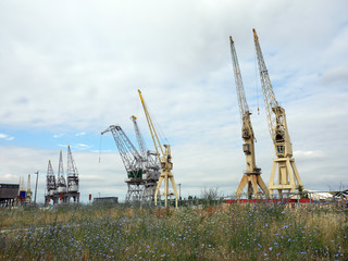 Fototapeta premium harbor cranes and summer flowers in harbor of antwerp