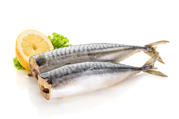 mackerel fish isolated on white background
