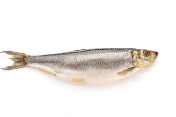 mackerel fish isolated on white background