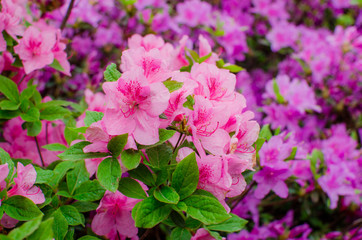 Group of Pink Frangipani isolated on White