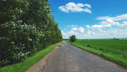 Asphalt road.Sunny countryside landscape.
