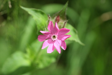 Silene dioica