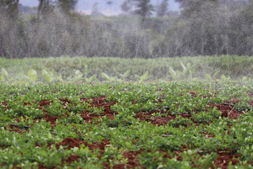 water irrigation