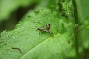 Naklejka premium Mouche scorpion (Panorpa germanica)
