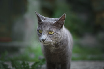 chat