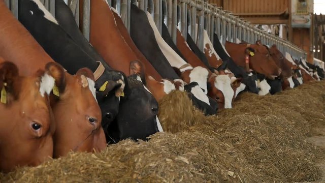 K&uuml;he beim fressen im gro&szlig;en Kuhstall