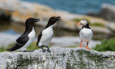 Atlantic Puffin & Razorbills