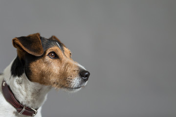 dog jack russell
