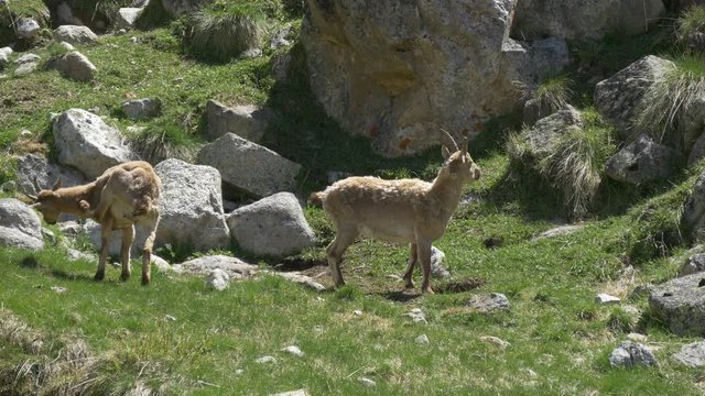 Wildlife of Caucasus