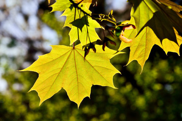 Maple leaves in back light
