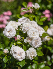 Obraz premium Light pink rose Aspirin in summer garden
