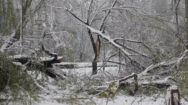 A lot of break down branches after the storm