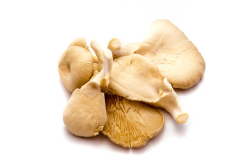 Austern Pilze austernpilz austernpilze isoliert freigestellt auf weißen Hintergrund, Freisteller
