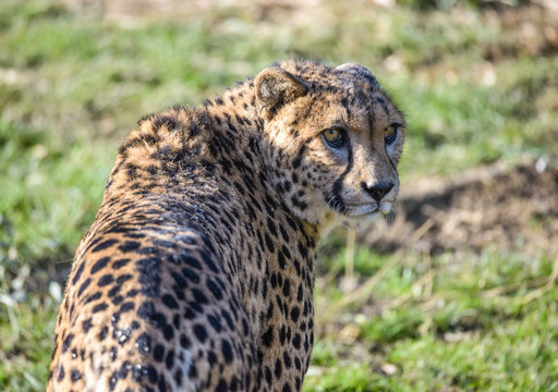 Cheetah or gepard (Acinonyx jubatus) on the field.