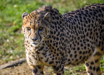 Cheetah or gepard (Acinonyx jubatus) on the field.
