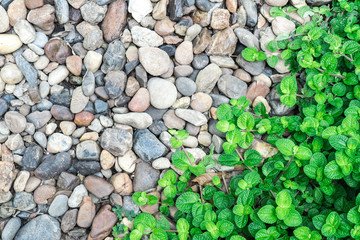 green plant and rock background,evergreen leaf background and texture