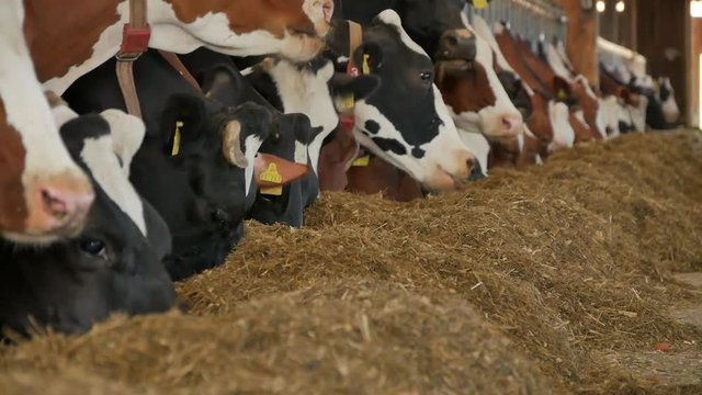 Fressende K&uuml;he im gro&szlig;en Stall