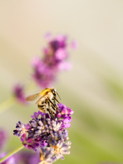 Biene auf Lavendelblüte