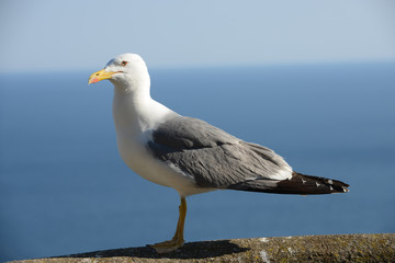Seagull