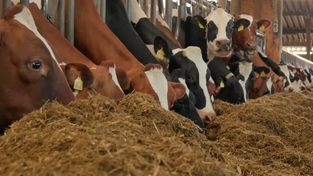 Fressende K&uuml;he im gro&szlig;en Stall