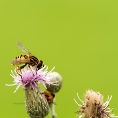 Schwebfliege auf Distelblüte