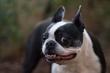 Boston Terrier Dog Smile