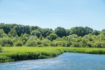 Reed field by a lake