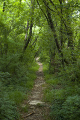 Fototapeta na wymiar Hiking trail into the forest