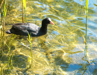 Moorhen on a lake