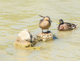 Duck on a rock