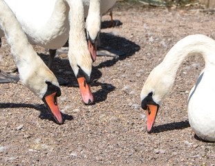 Group of feeding swans