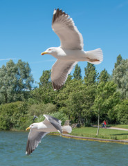 Pair of flying gulls